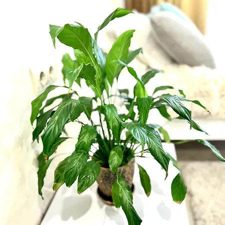 Osapart Shevchenka 25 Street Lviv